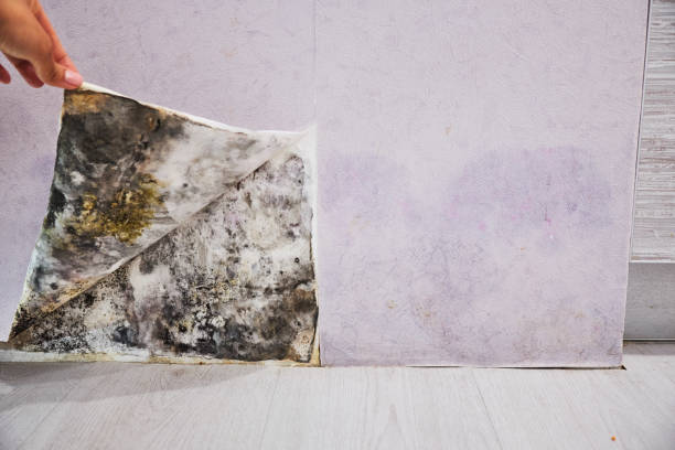 Best Residential Mold Remediation in Umatilla, FL